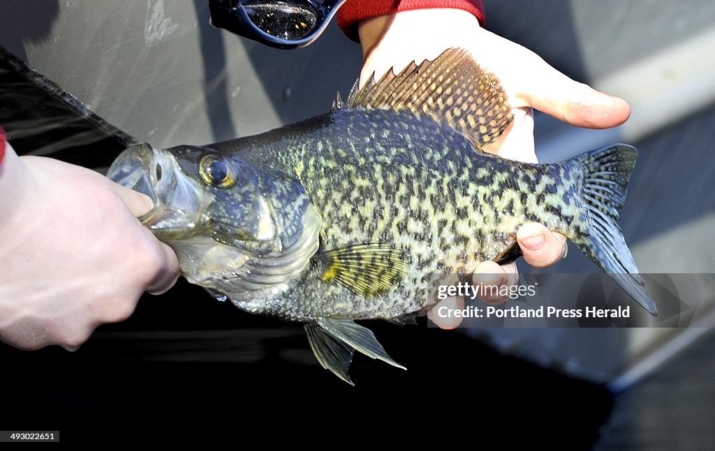 Wed. 04/14/2010. Kevin McKay has taught his two young sons, Jax, 7 and Tait,10 to fly fish seen here