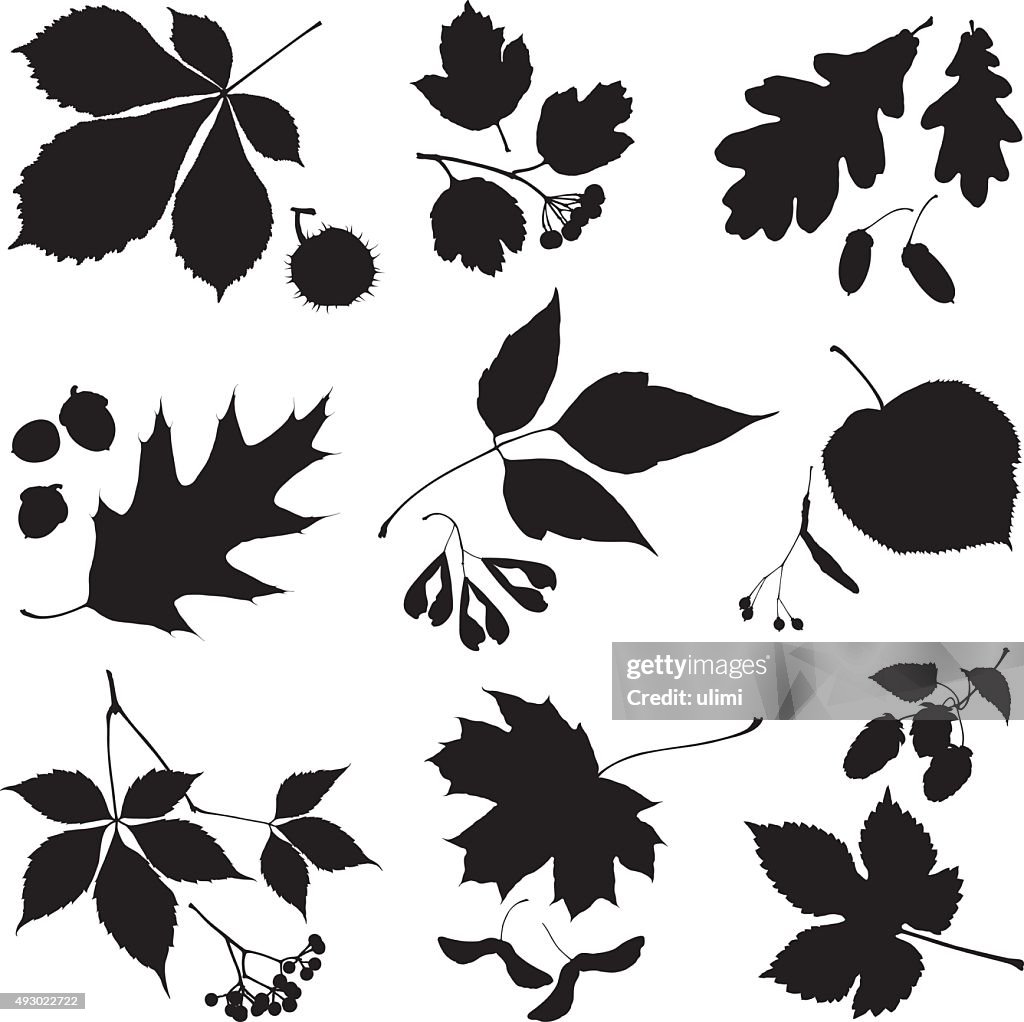 Leaves