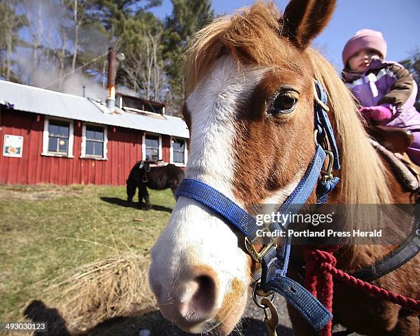 Surprise, a 15-year-old half-Appaloosa and half-Shetland pony gives Abby Binette of Biddeford a ride at Cole Farm in Dayton. --