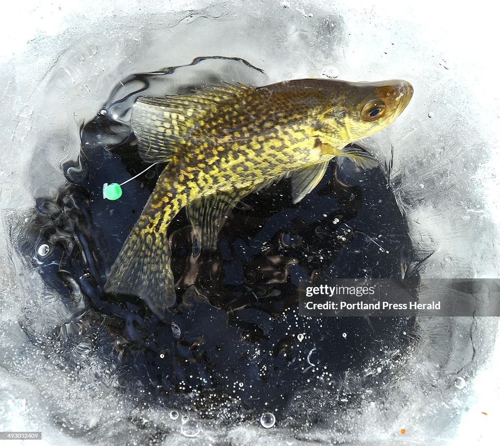 Thurs. , Feb. 23, 2012. Sanford HS senior Jeff Lemay is conducting a ice fishing project catching an