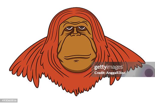 orangutan vector image - kalimantan stock illustrations