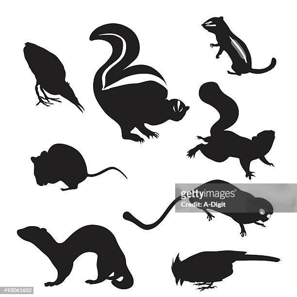 small animals - mink stock illustrations