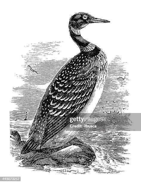 antique illustration of great northern loon or diver (gavia immer) - common loon stock illustrations