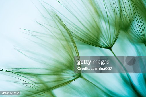 Makro dandelion seed Makro dandelion seed