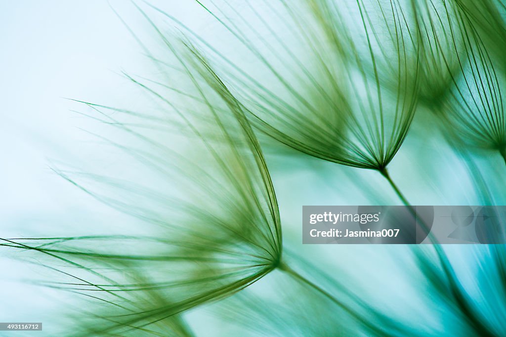 Macro dandelion seed