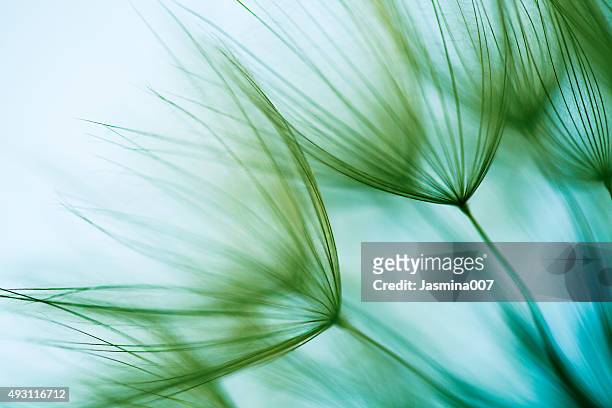 macro dandelion seed - wind stock pictures, royalty-free photos & images