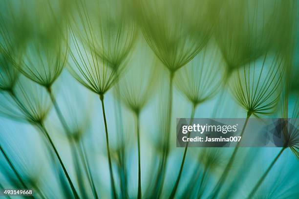 macro dandelion seed - nature stockfoto's en -beelden