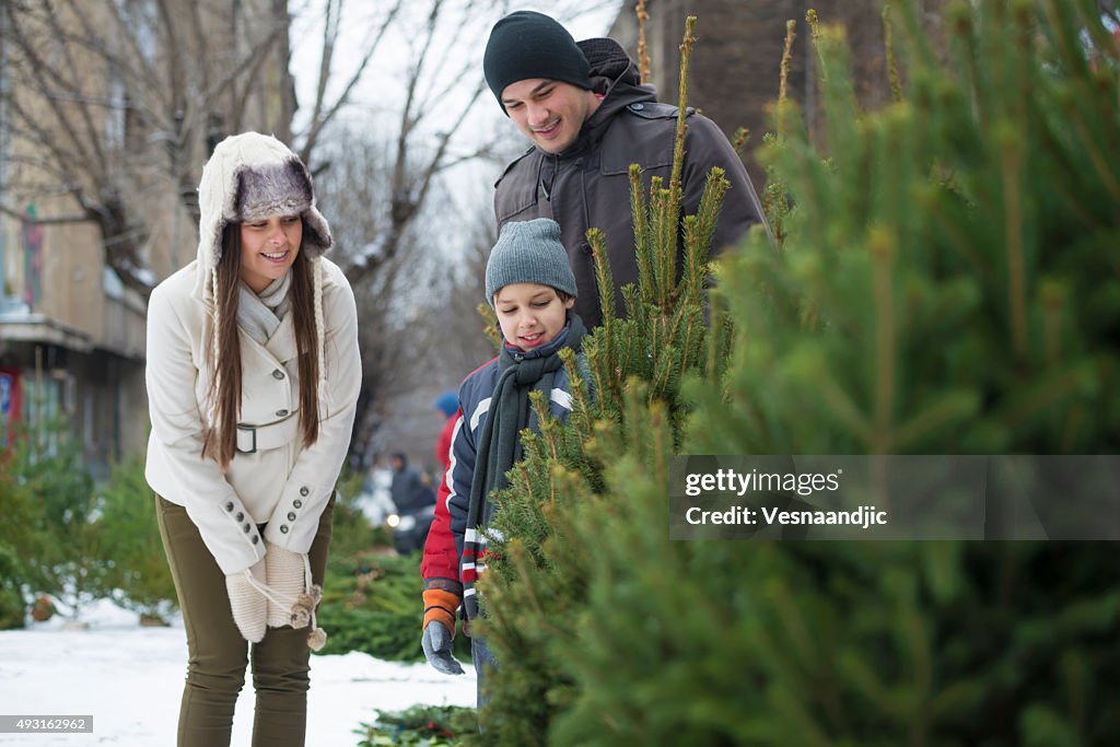 Searching for perfect Christmas tree