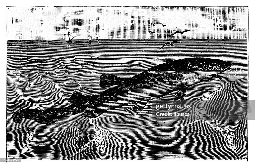 Antique illustration of small-spotted catshark (Scyliorhinus canicula)