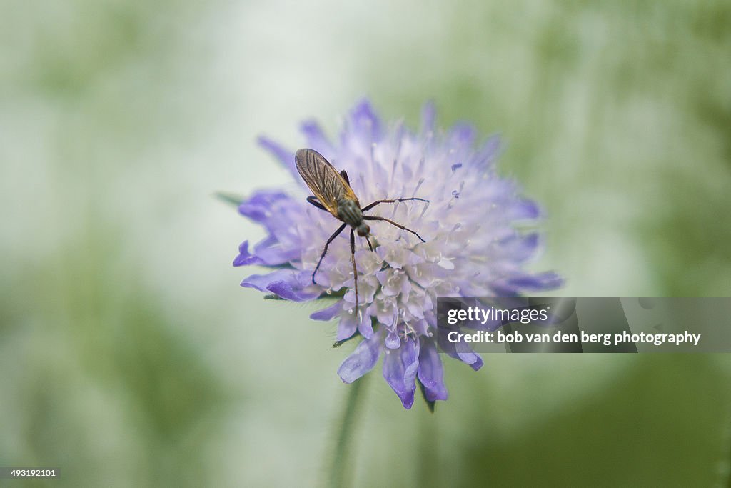Fluffy fly