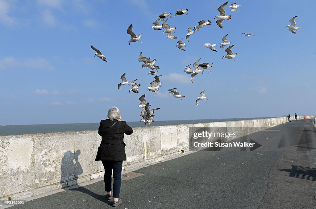 Bird Photographer