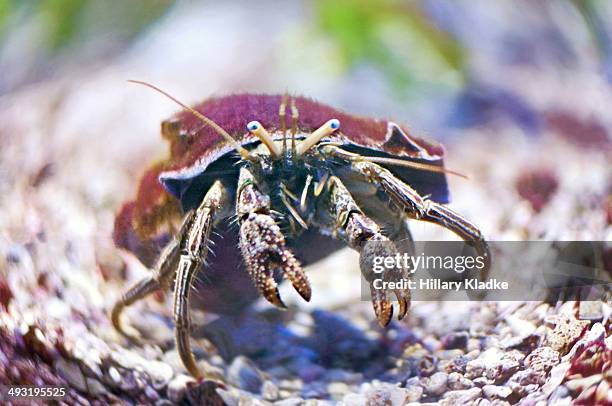 hermit crab - hermit crab stock pictures, royalty-free photos & images