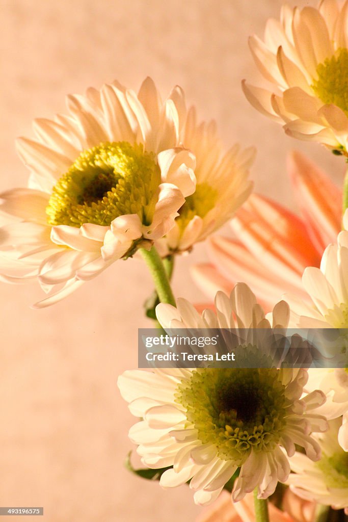 White gerbera daisy flowers