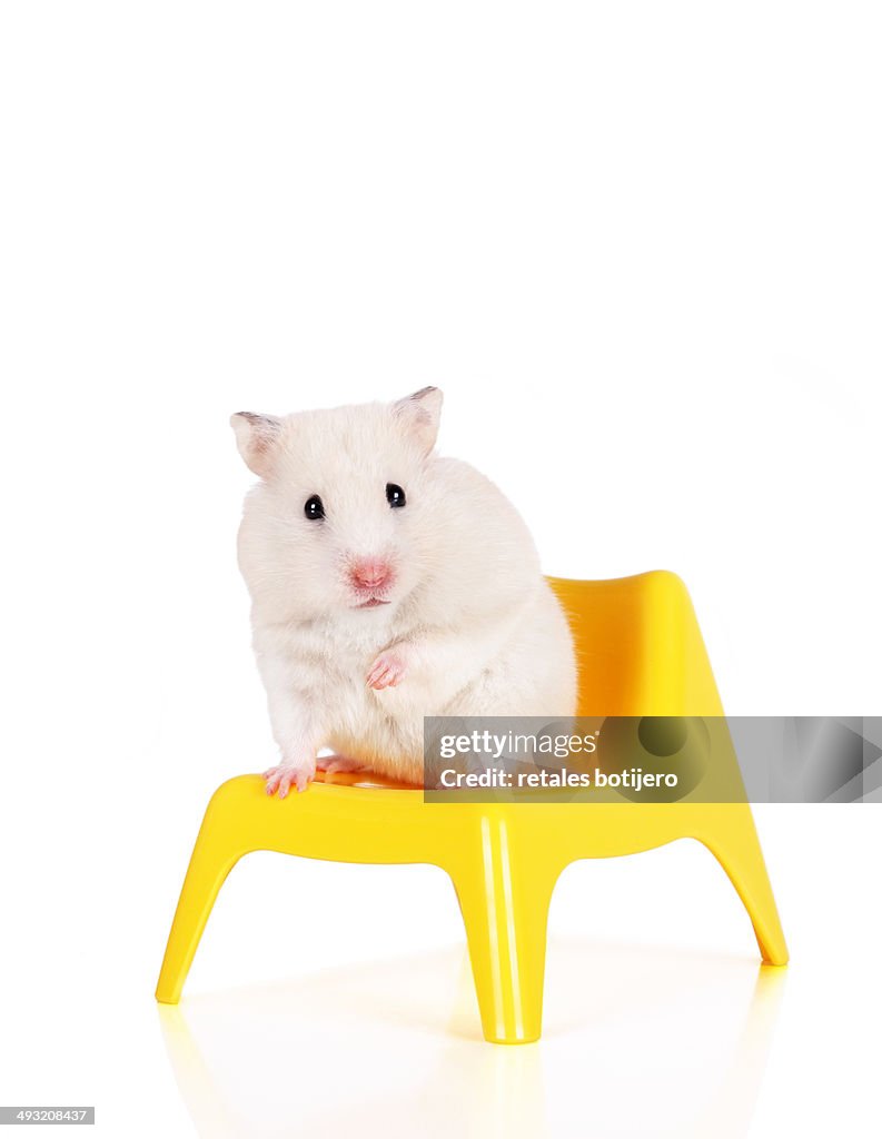 White hamster sitting on the yellow chair