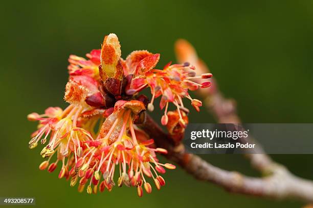 flowering maple - flowering maple tree stock pictures, royalty-free photos & images