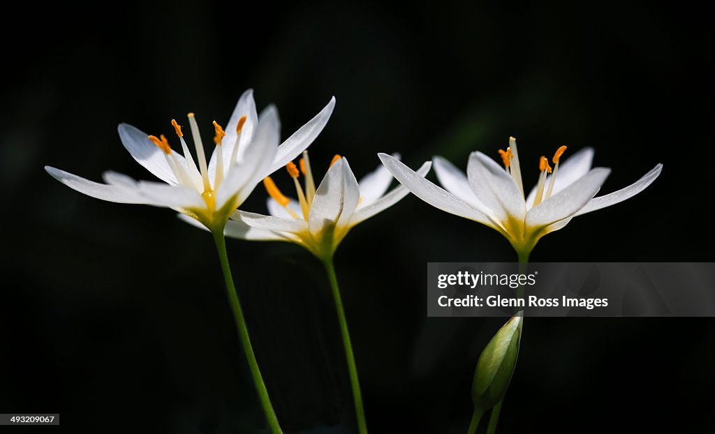 Three Wildflowers