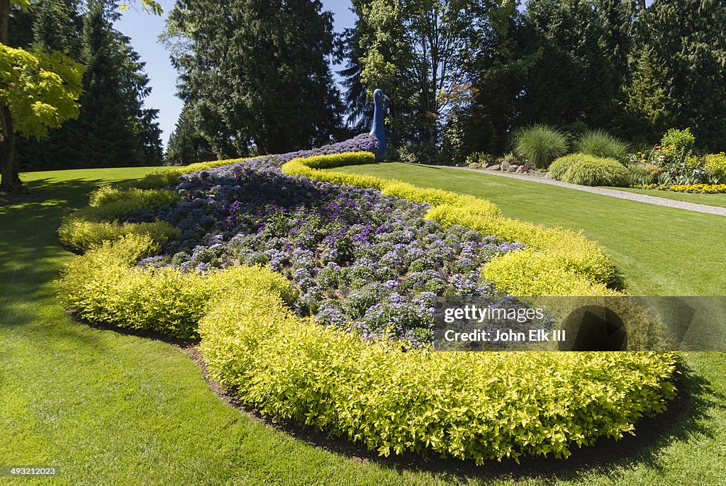 Minter Gardens, floral peacock