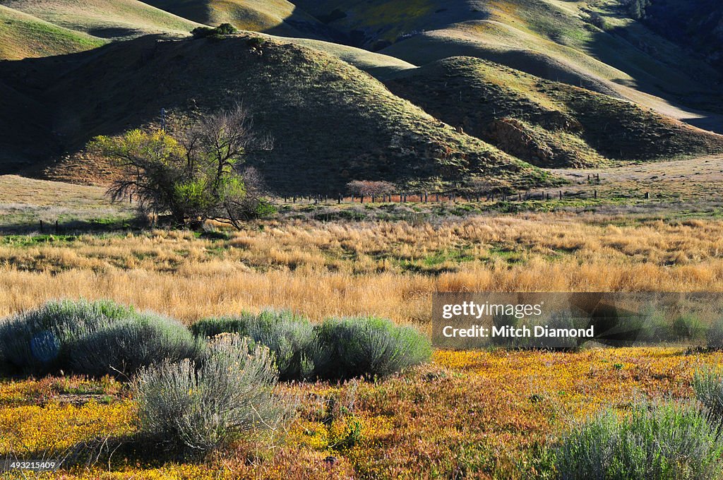 Antelope Valley spring hills