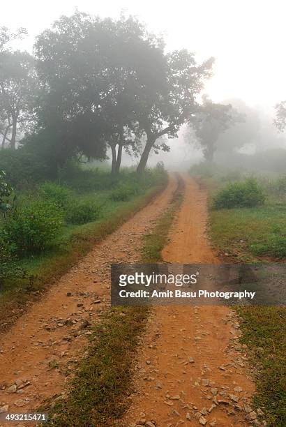 dense fog in forest - bandipur national park imagens e fotografias de stock