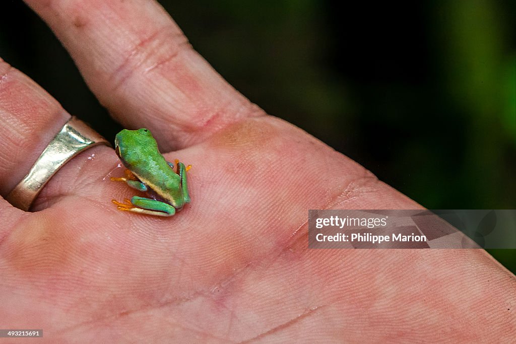 Miniature tree  frog - rain forest , Costa Rica