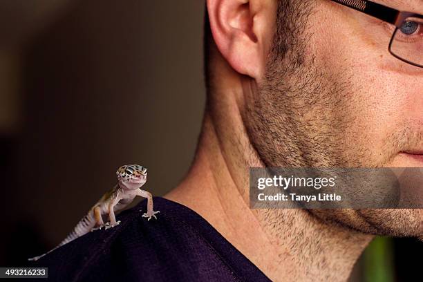 leopard gecko. - gecko leopard stock pictures, royalty-free photos & images