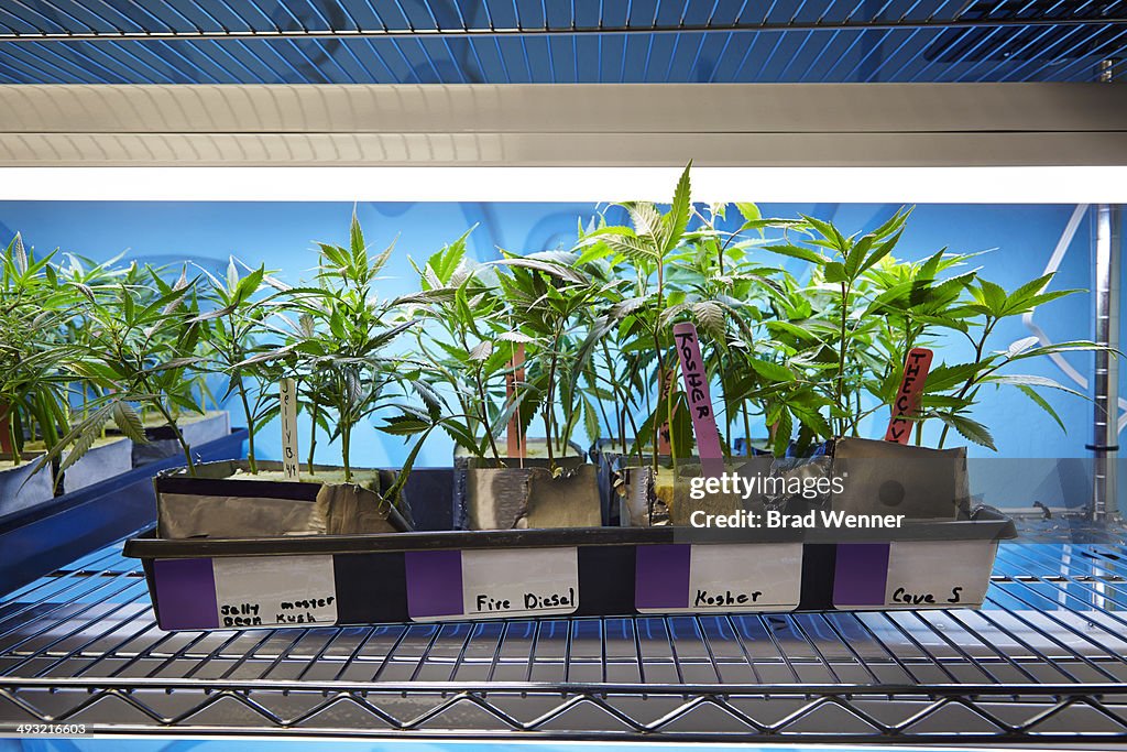 Medical Marijuana Plants