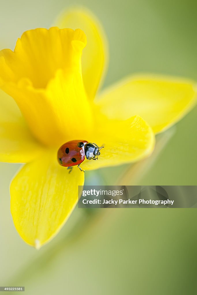 7-spot Ladybird on a yellow Daffodil flower