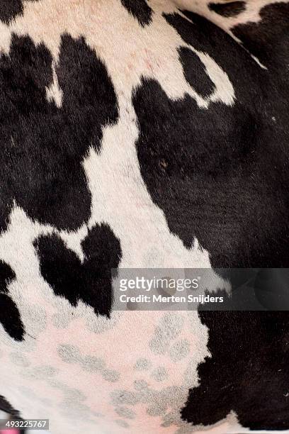 cow's black and white body textures - spotted cow stock pictures, royalty-free photos & images