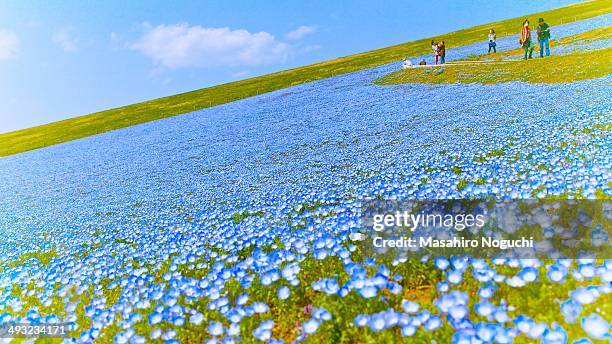 Nemophila fields at Hitachi Seaside Park, Ibaraki, Japan. There are people walking up and down along the area filled with small blue flowers. The...