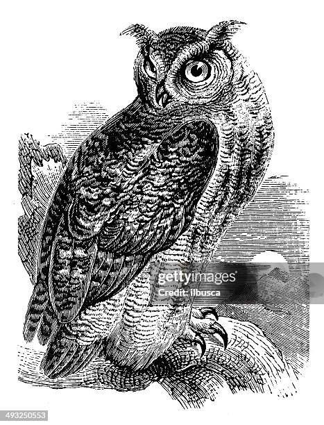 ilustraciones, imágenes clip art, dibujos animados e iconos de stock de anticuario euroasiático eagle-ilustración de búho (bubo bubo) - búho real