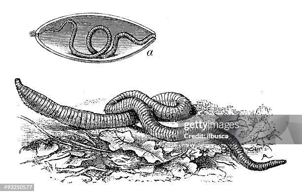 antique illustration of common earthworm - worm stock illustrations