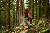 Forestry worker thinning a forest to prevent large forest fires