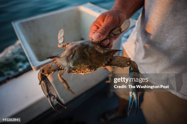 Maryland Blue Crabs are what trotlining is all about, off Tilghman Island, Maryland on September 18, 2013. About a mile of line is laid on the sea...