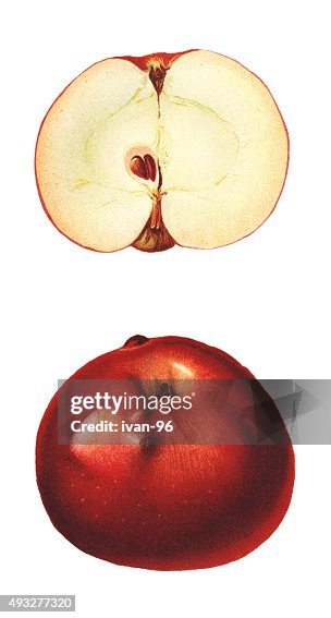 Apples Apples