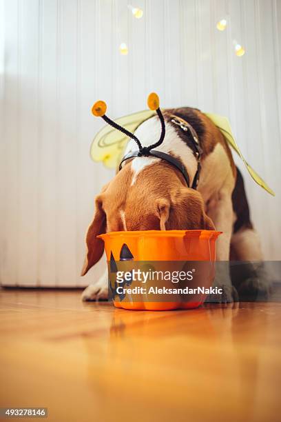 oh those halloween candy - halloween dog stock pictures, royalty-free photos & images