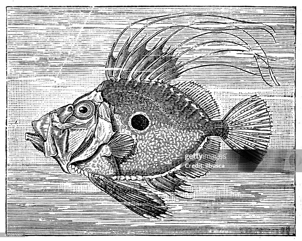 Antique illustration of John Dory or Peter's Fish (zeus faber)