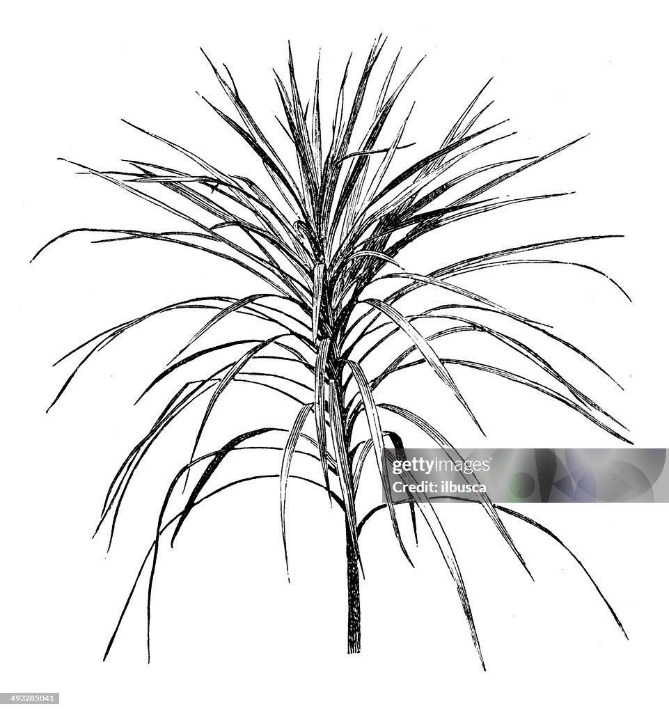 Antique illustration of Cordyline australis (cabbage tree)