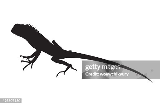 Lizard vector Lizard vector