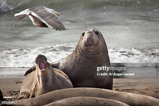 northern elephant seals mating - elephant seal stock pictures, royalty-free photos & images