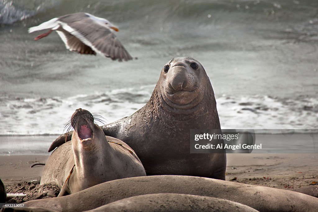 Northern Elephant Seals Mating