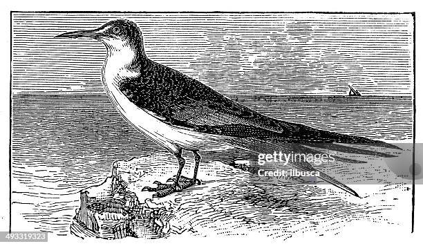 antique illustration of sooty tern (onychoprion fuscatus) - onychoprion fuscatus stock illustrations
