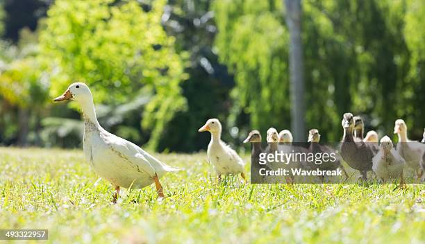 flock of ducks - duckling stock-fotos und bilder
