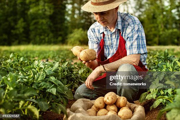 agriculteur à la recherche de ses récoltes de pommes de terre champ ligne - pomme de terre photos et images de collection