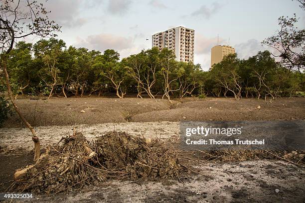 Beira, Mozambik Mangroves grow on renatured course of the river Rio Chiveve on September 27, 2015 in Beira, Mozambik.