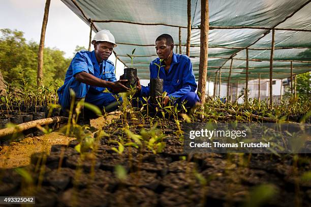 Beira, Mozambik Two employees of a mangrove nursery in Beira control seedlings on September 28, 2015 in Beira, Mozambik.