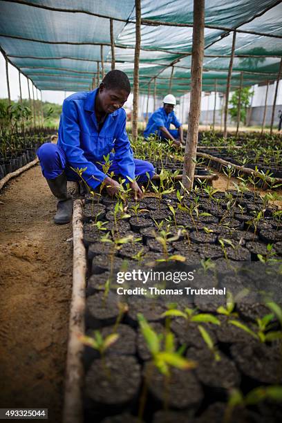 Beira, Mozambik Two employees of a mangrove nursery in Beira control seedlings on September 28, 2015 in Beira, Mozambik.