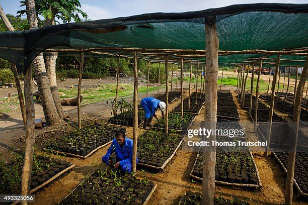 Beira, Mozambik Two employees of a mangrove nursery in Beira control seedlings on September 28, 2015 in Beira, Mozambik.