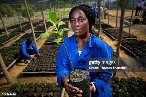 Beira, Mozambik An employee of a mangrove nursery in Beira controls a Seedling on September 28, 2015 in Beira, Mozambik.