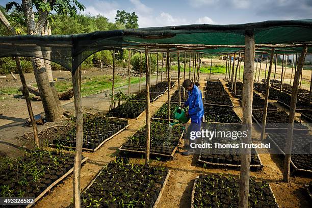 Beira, Mozambique An employee of a mangrove nursery in Beira poured the seedlings with water on September 28, 2015 in Beira, Mozambique.