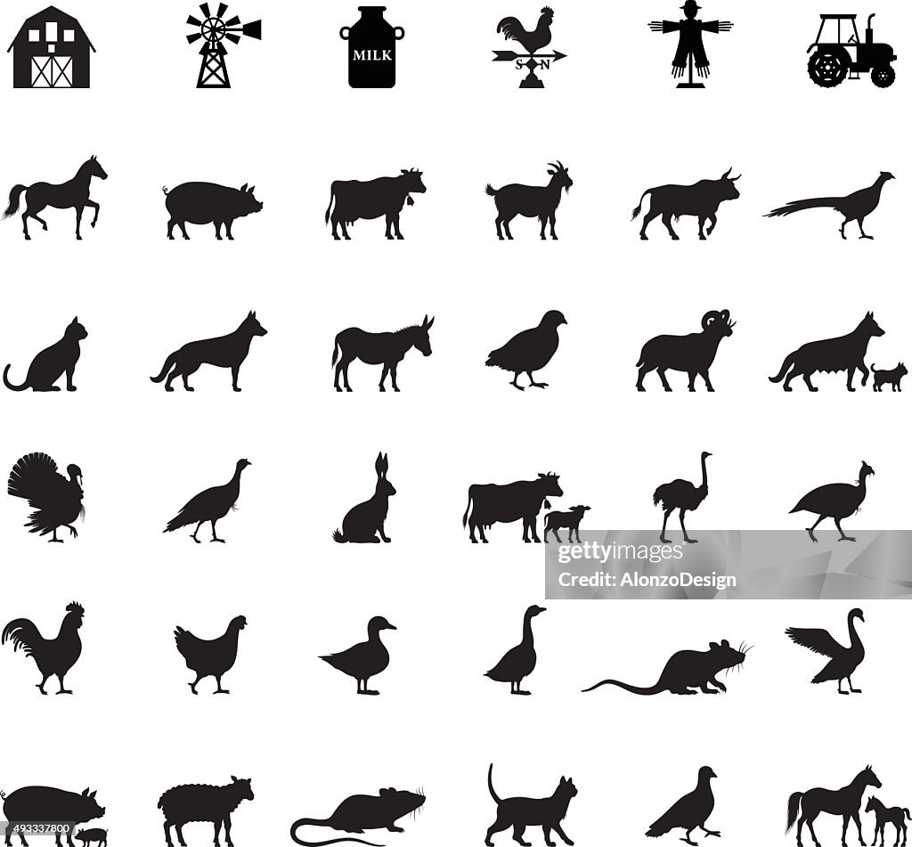 Farm e animais domésticos